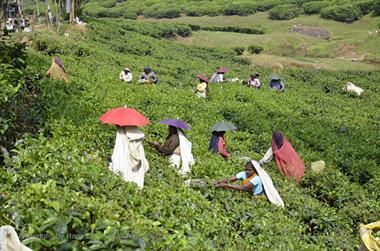 Tea Plantation, Thekkady_DSC7437_H600